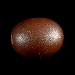 Venezuelan tonka bean absolute