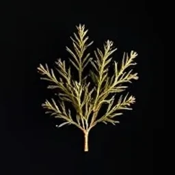 Viginia cedar Orpur®
