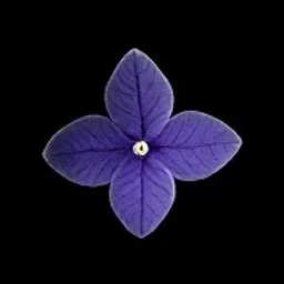 Violet leaf