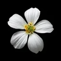 White blossoms