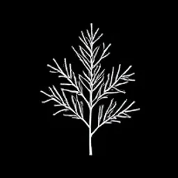 White cedar
