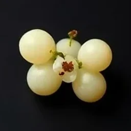 White currant
