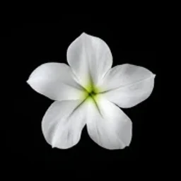 White freesia