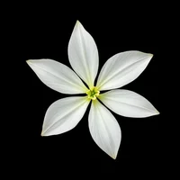 White Ginger Lily