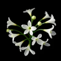 White Hyacinth