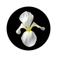 White Iris