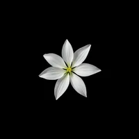 White Lily