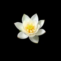 White Lotus