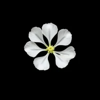 White Nerium Oleander