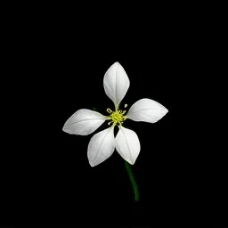 White oleander