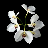 White Orchid