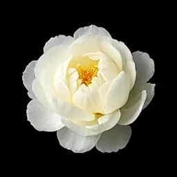 White peony