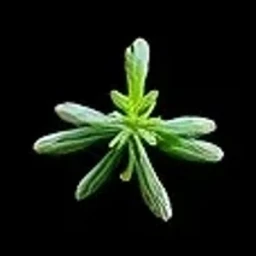 White thyme