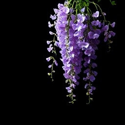 Wisteria