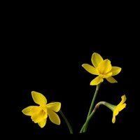 Yellow Narcissus