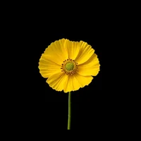 Yellow Poppy