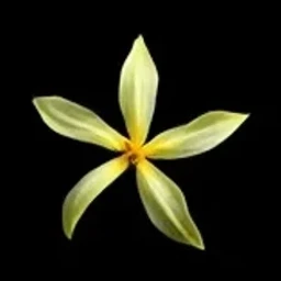 Ylang-ylang absolute